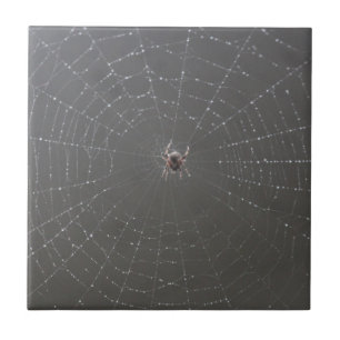 Spider Web Keramik Tiles Fliese