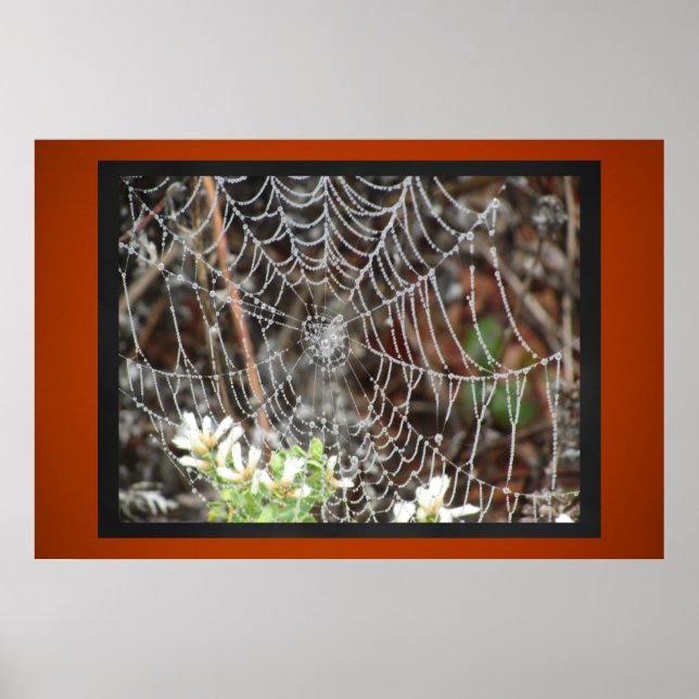 Spider Web Poster (Vorne)