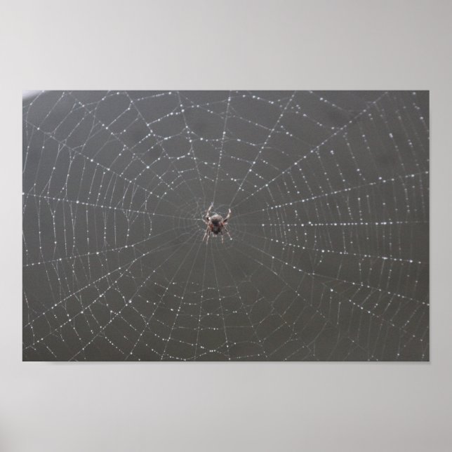 Spider Web Poster (Vorne)