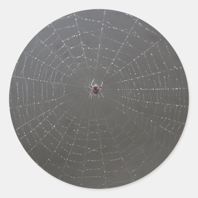 Spider Web Sticker (Vorderseite)