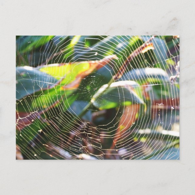 Spider Webmakro Postcard Postkarte (Vorderseite)