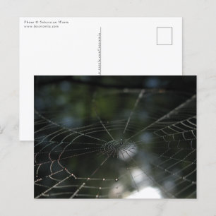 Spiders Web Nature Foto Postkarte