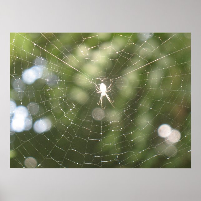 Spiders Webposter Poster (Vorne)