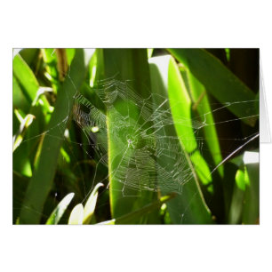 Spiderweb in tropischen Blätter Natur