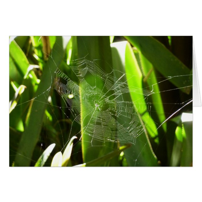 Spiderweb in tropischen Blätter Natur (Vorderseite (Horizontal))