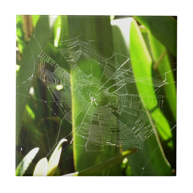 Spiderweb in tropischen Blätter Natur Fliese (Vorderseite)
