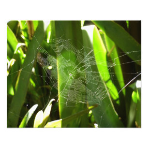Spiderweb in tropischen Blätter Natur Fotodruck