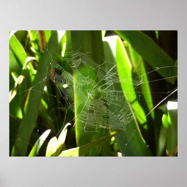 Spiderweb in tropischen Blätter Natur Poster (Vorne)