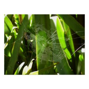 Spiderweb in tropischen Blätter Natur Poster