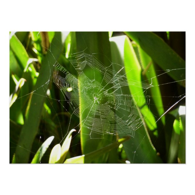 Spiderweb in tropischen Blätter Natur Poster (Vorderseite)