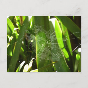 Spiderweb in tropischen Blätter Natur Postkarte