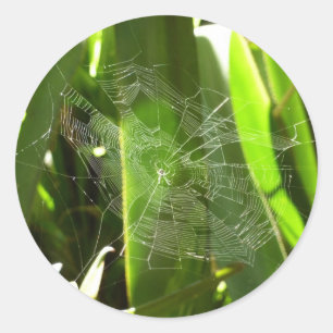 Spiderweb in tropischen Blätter Natur Runder Aufkleber