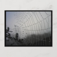 Spiderweb Post Card