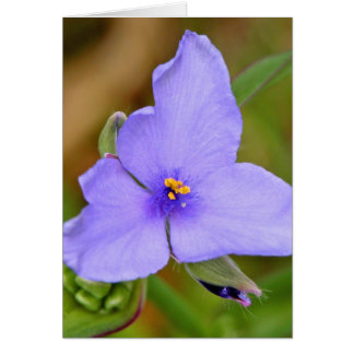 Spiderwort