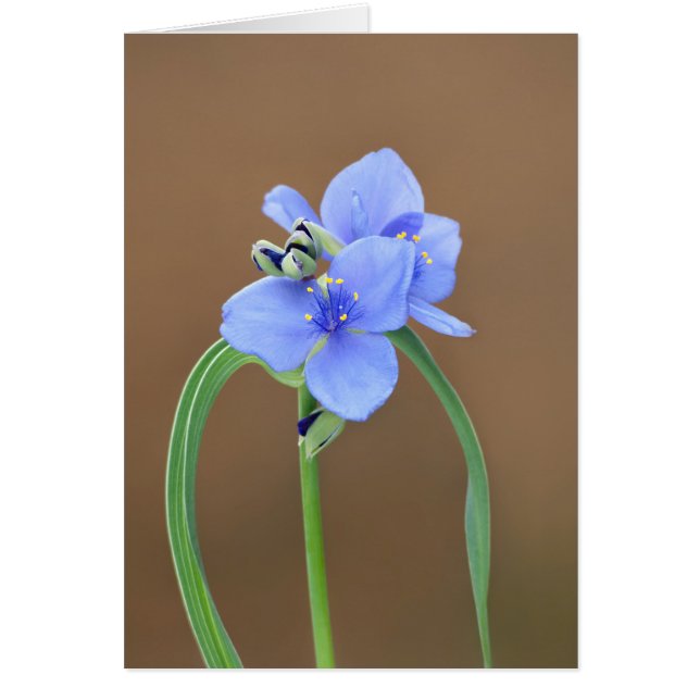 Spiderwort Blossom Closeup (Vorne)