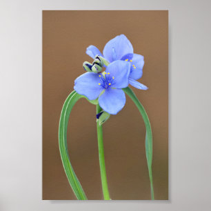 Spiderwort Blossom Closeup Poster