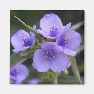 Spiderwort-Magnet Magnet