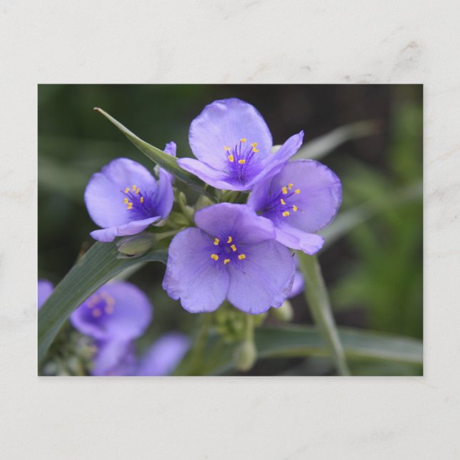 Spiderwort-Postkarte Postkarte (Vorderseite)