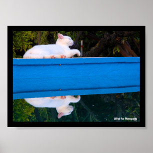 Spiegelung einer weißen Katze Poster