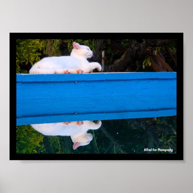 Spiegelung einer weißen Katze Poster (Vorne)