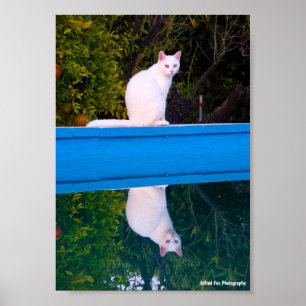 Spiegelung eines weißen Katzenporträts Poster