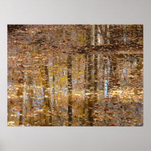 Spiegelung im Still Creek im Greenbelt Park Poster