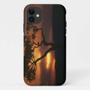 Spiel-Reserve Afrikas, Kenia, Masai-Mara, Sternenf iPhone 11 Hülle