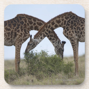 Spiel-Reserve Afrikas, Kenia, Masai-Mara, zwei Getränkeuntersetzer
