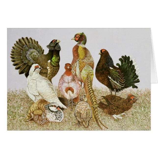 Spiel-Vögel (Vorderseite (Horizontal))