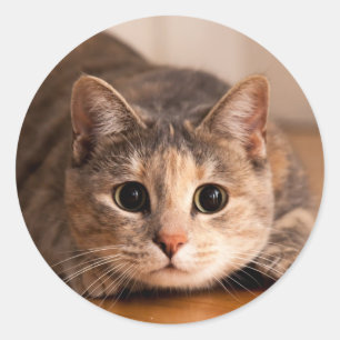 Spielbares Katzenblatt für Aufkleber