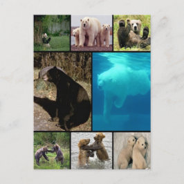 Spielende Bären Postkarte