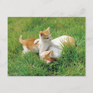Spielende Kätzchen Postkarte