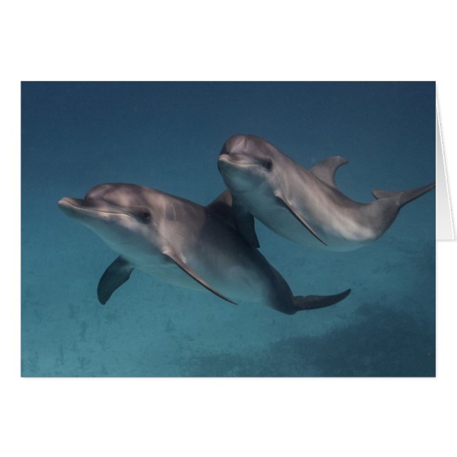 Spielende Pose (Vorderseite (Horizontal))