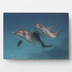 Spielende Pose Fotoplatte