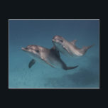 Spielende Pose Postkarte<br><div class="desc">© 2016 BOB TALBOT | ERZEUGT UNTER LIZENZ VON KÜNSTLERN,  VERÖFFENTLICHT UND VERTRIEBEN VON JADEI GRAPHICS,  ALLE RECHTE VORBEHALTEN ©2037</div>