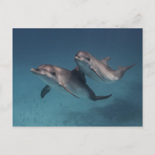 Spielende Pose Postkarte