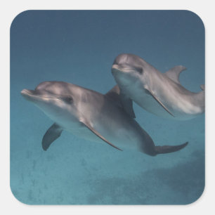 Spielende Pose Quadratischer Aufkleber