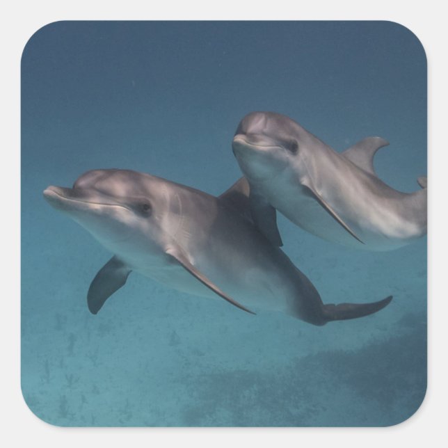 Spielende Pose Quadratischer Aufkleber (Vorderseite)