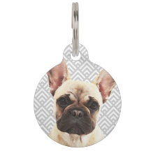 Spielender französischer Bulldog