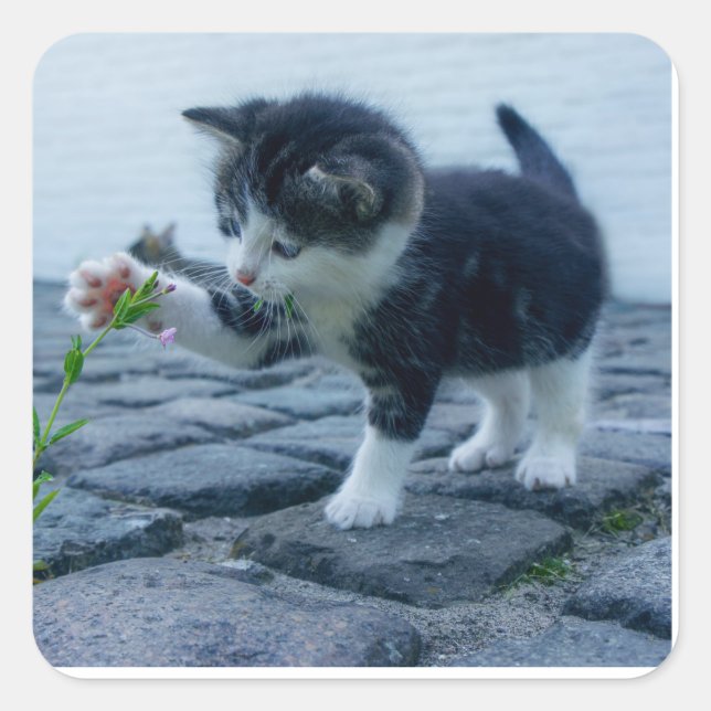 Spielendes Kätzchen Quadratischer Aufkleber (Vorderseite)