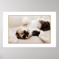 Spielendes Katzenposter