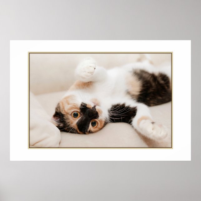 Spielendes Katzenposter Poster (Vorne)