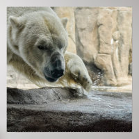 Spielendes Polarbär-Poster
