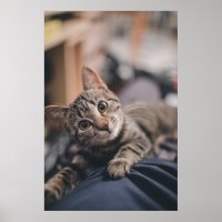 Spielendes Tabby Cat Foto Print