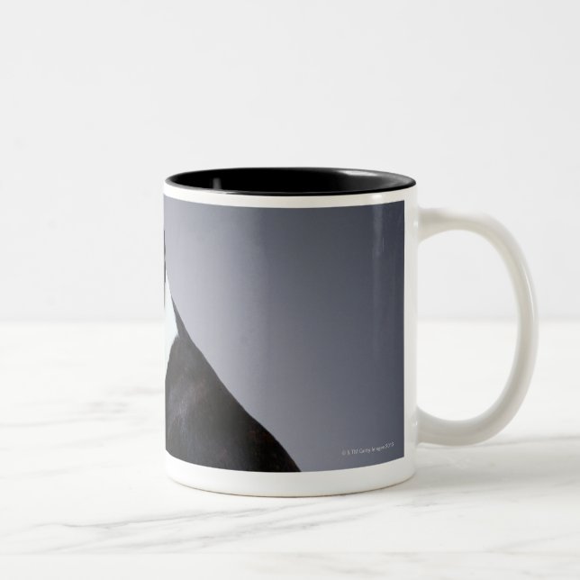 Spielerische Boston-Terrier Zweifarbige Tasse (Rechts)