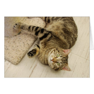 Spielerische Katze