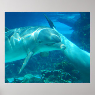 Spielerisches Delphin-Plakat Poster