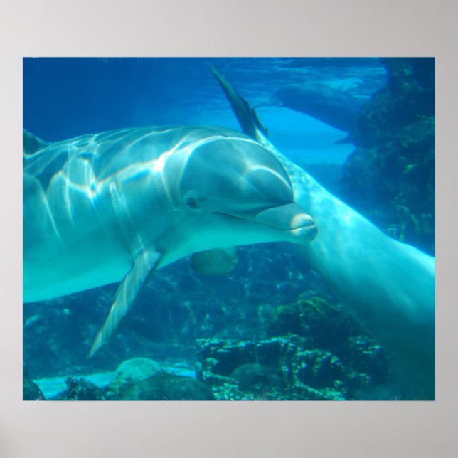 Spielerisches Delphinposter Poster (Vorne)