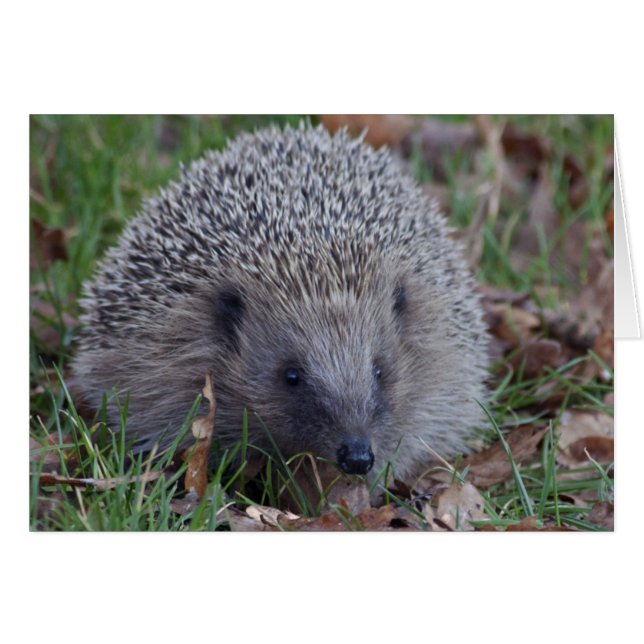 Spielkarte (Vorderseite (Horizontal))