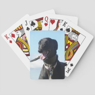 Spielkarten des Windhunds (4)